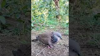 PIKAT TERKUKUR MENEKAN BURUNG LIAR