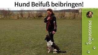 Hund Beifuß beibringen ️ Hundetraining bei Fuß gehen ️ Praxisvideo ️