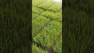 Semai Padi Tanpa Becek
