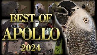 Apollo's 2024 Recap