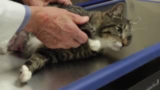 Auburn University Veterinary Clinic - Annual Pet Exam