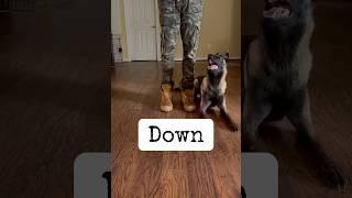 Malinois Practicing body positions  Obedience (Nina 8months)  #belgianmalinois #training