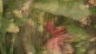 A Poor Quality Video of Leaves and Flowers in 35mm