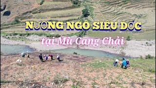 NHỮNG MÙA VỤ TRỒNG NGÔ TRÊN SƯỜN NÚI DỐC| Cuộc sống vùng cao