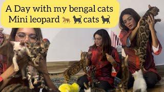 A day with my bengal cats |vlog-1 catsbae cattery | trained bengal cats