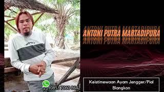 Antoni Martadipura - Keistimewaan Ayam Jengger Blangkon
