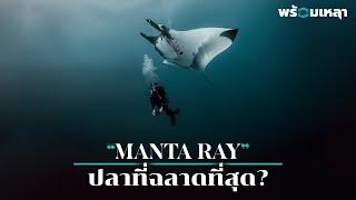 กระเบนยักษ์ Manta ray คือปลาที่ฉลาดที่สุดในโลก?