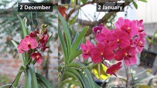 How to perfectly pot an Orchid | 20 -25 दिन तक खिला रहने वाला फूल | Grow & Care