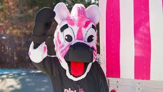 Pink Zebra Moving - Denver | Zeke in the Wild (A)