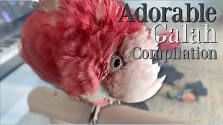 ADORABLE GALAH Compilation | Bogie Makes Me Tea