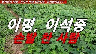 끈적끈적한 가래를 삭혀주고 고혈압, 당뇨에 특효