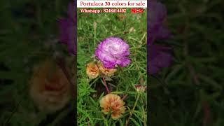 Portulaca 30 colors 300rs - Table rose - Moss Rose - Pathumani - WhatsApp : 8248414402