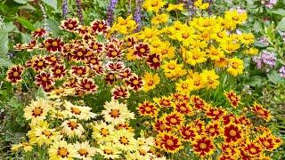 Coreopsis 'Solar Series' (tickseed) - FarmerGracy.co.uk