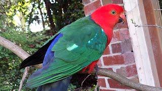 Trying to make friends with king parrot while chicken pecks my feet - Casual Chaos and Cuteness #44