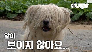 10년이 넘도록 털을 깎지 못한 누더기견 북극이의 사연ㅣStory Of Dog Who Didn’t Cut His Hair For 10 Years