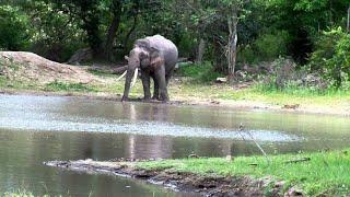 Sathy ↔️ Sirumugai | சத்தியமங்கலம் | சிறுமுகை #sathyamangalam #forest #wildlife