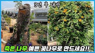 죽은 나무밑에 인동을 심었더니 3년 뒤 대박이 났어요!! 고사목 힘들게 캐지 마세요!!