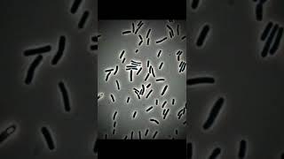 Bacillus coagulans under microscope #bacteria #probiotics #microbiology #bacillus