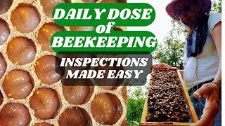 ️  DAILY DOSE of BEEKEEPING: INSPECTIONS MADE EASY #beekeeping101 #savethebees