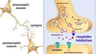 Drug Addiction and the Brain