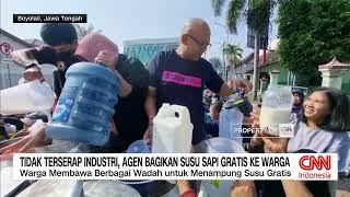 Ditolak Industri, Susu Sapi Dibuang Dan Dibagikan