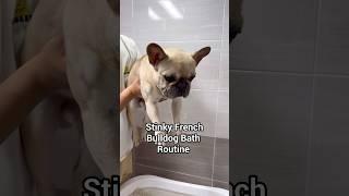 Stinky French Bulldog Takes A Bath 