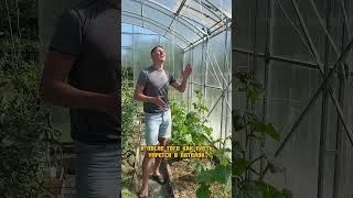 Формирование огурцов в теплице