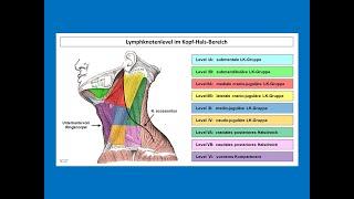 Lymphknotenlevel im Kopf-Hals-Bereich | Strahlentherapie Prof. Hilke Vorwerk