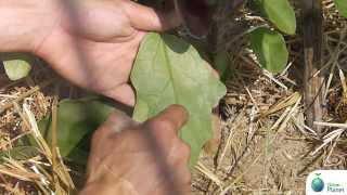 Controllo della salute delle piante - Checking the health of your plants