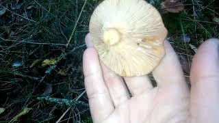 Горькушка(Lactarius rufus). Съедобный гриб рода млечников. Для засолки.