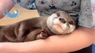 Mom Otter Worries About Her Babies Going To The Pool