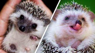 Cute, funny and absolutely adorable HEDGEHOGS!! 2020 