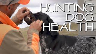 Hunting Dog Health - Making Sure Your Dogs Are Healthy On A Hunting Trip