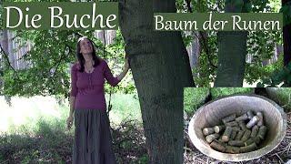 Die Buche, der Baum der Runen