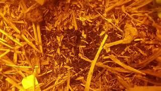 Living Soil Manufactured in Oklahoma |Red Bud Soil Company