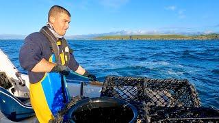 Hauling the FishLocker Lobster Pots - Summer 2024 | The Fish Locker