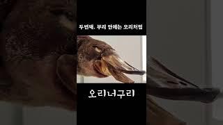 오리너구리에 대한 재밌는 5가지 사실 #shorts