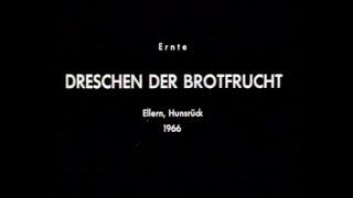 Die Ernte - 2. Dreschen der Brotfrucht