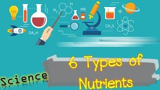 6 Types of nutrients  Science P.6