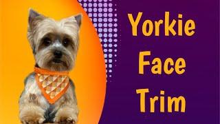 A YORKIE face TRIM.