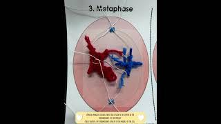 Cell Division - Mitosis