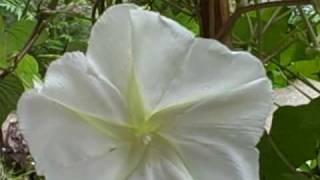 Moonflower blooming