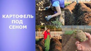 Картофель под сеном. Посадка и результаты прошлого года.