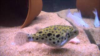 The Giant Green Spotted Puffer