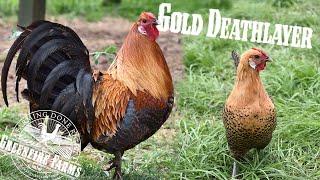 Gold Deathlayer│Greenfire Farms