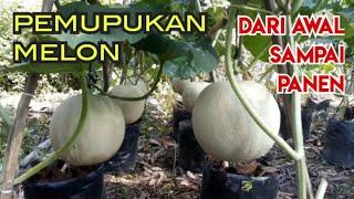 PANDUAN PRAKTIS PEMUPUKAN MELON DARI AWAL SAMPAI PANEN