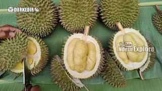 panen durian lokal