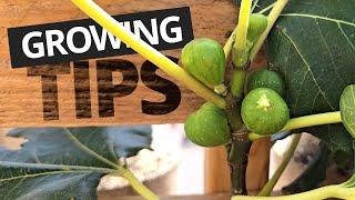 5 Tips for Growing Figs in Containers for a Bountiful Crop