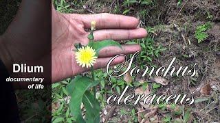 Common sowthistle (Sonchus oleraceus) - part 1