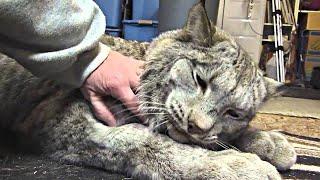 Woman Rescued an Lynx but a Few Months Later This Happened...